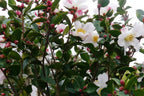 Camellia Fairy Blush foliage and flower detail — Leading Landscapes Canterbury