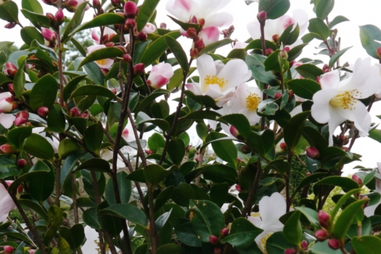 Camellia Fairy Blush foliage and flower detail — Leading Landscapes Canterbury