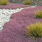 Purple Bidibidi Acaena Purpurea low-growing NZ native plant — Leading Landscapes Canterbury