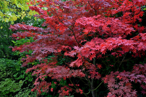 Acer Palmatum Bloodgood Japanese Maple with deep burgundy-red foliage — Leading Landscapes Canterbury