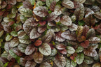Ajuga Burgundy Glow ground cover with variegated purple and cream foliage — Leading Landscapes Canterbury