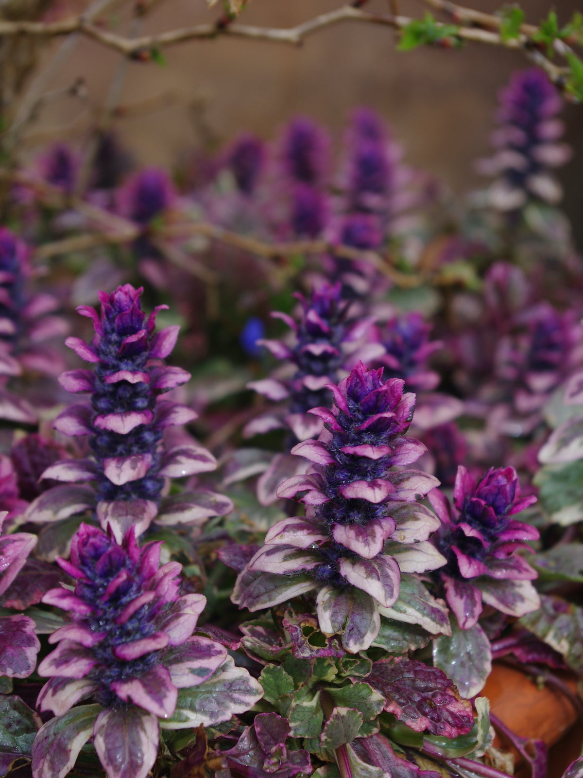 Ajuga Reptans Burgundy Glow spreading ground cover in garden bed — Leading Landscapes Canterbury