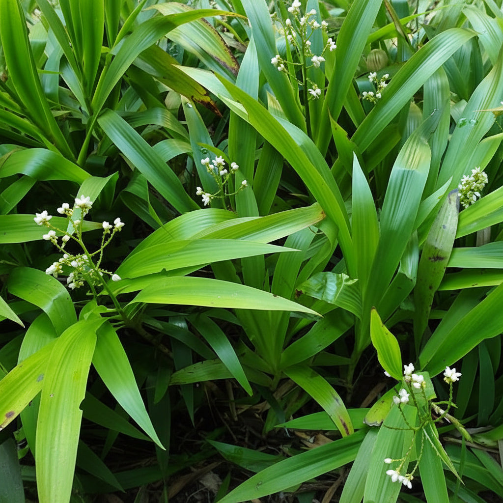 Arthropodium Cirratum Matapouri Bay Renga Renga NZ Rock Lily with white star-shaped flowers — Leading Landscapes Canterbury
