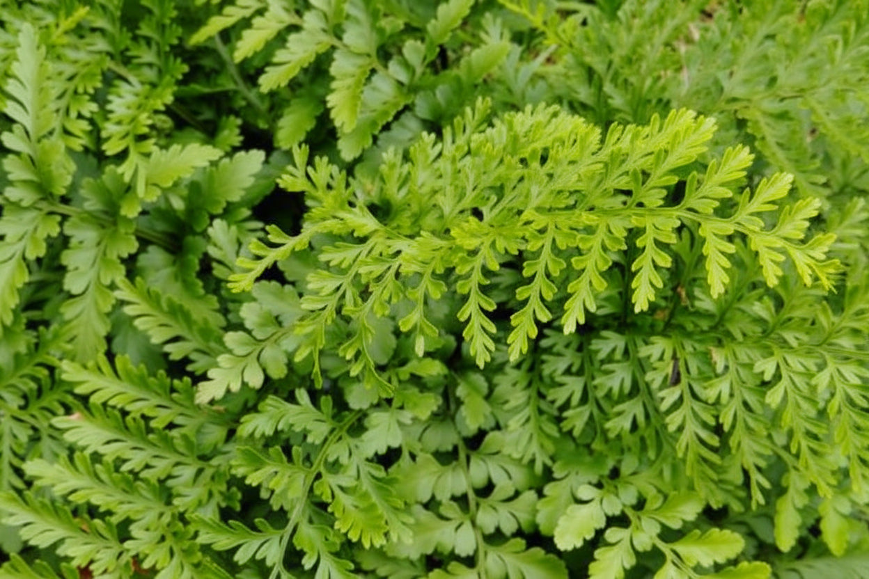 Asplenium Bulbiferum Hen and Chicken Fern with arching green fronds — Leading Landscapes Canterbury
