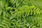 Asplenium Bulbiferum Hen and Chicken Fern with arching green fronds — Leading Landscapes Canterbury