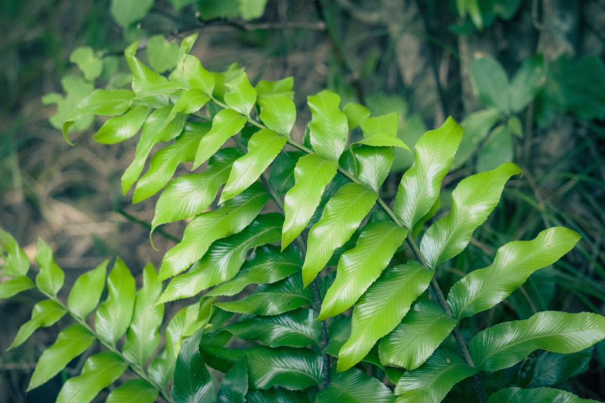 Asplenium Oblongifolium Shining Spleenwort NZ native fern with glossy dark fronds — Leading Landscapes Canterbury