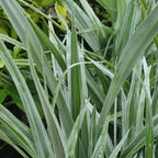 Astelia Silver Spear with long silver upright strap leaves — Leading Landscapes Canterbury