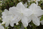 Azalea Mrs Kint White with pure white blooms — Leading Landscapes Canterbury
