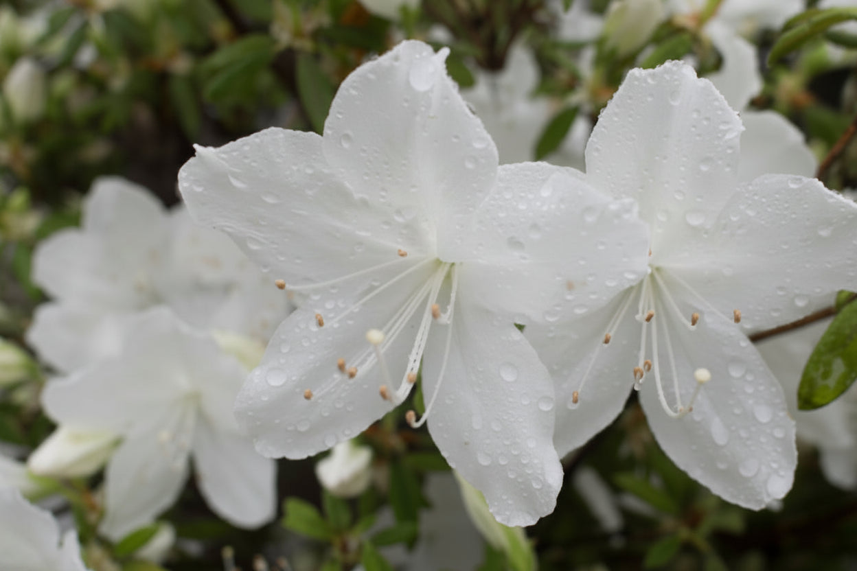 Azalea Mrs Kint White with pure white blooms — Leading Landscapes Canterbury