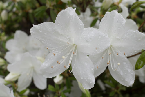 Azalea Mrs Kint White with pure white blooms — Leading Landscapes Canterbury