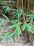 Bambusa glaucescens Alphonse Karr golden bamboo with yellow and green striped canes — Leading Landscapes Canterbury