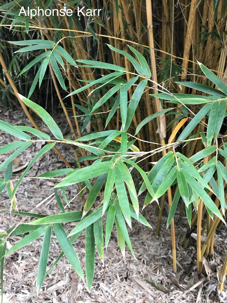 Bambusa glaucescens Alphonse Karr golden bamboo with yellow and green striped canes — Leading Landscapes Canterbury