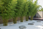 Bambusa Wang Tsai Chinese Goddess Bamboo with fine delicate foliage — Leading Landscapes Canterbury