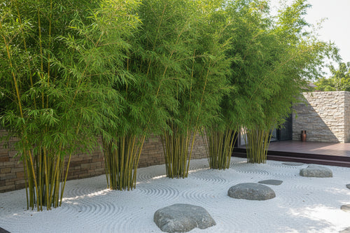 Bambusa Wang Tsai Chinese Goddess Bamboo with fine delicate foliage — Leading Landscapes Canterbury