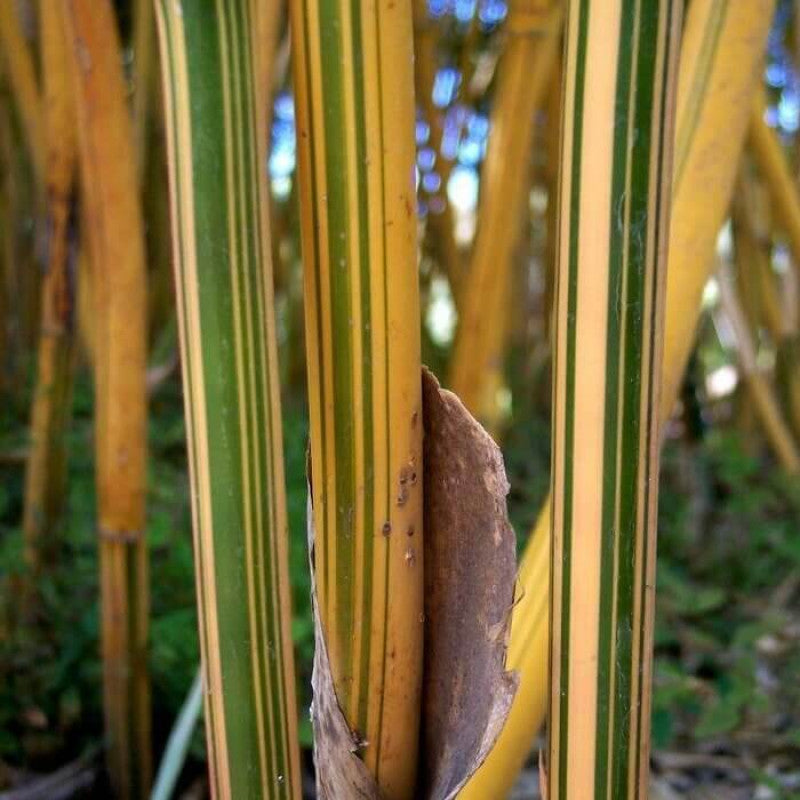 Alphonse Karr bamboo canes close-up showing golden striping — Leading Landscapes Canterbury