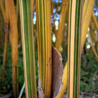 Alphonse Karr bamboo canes close-up showing golden striping — Leading Landscapes Canterbury