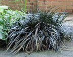 Black Dragon Mondo Grass close-up of dark strap leaves — Leading Landscapes Canterbury