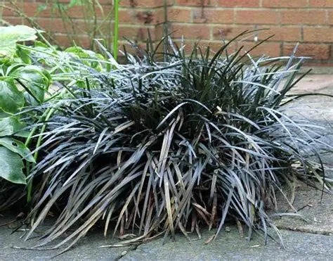 Black Dragon Mondo Grass close-up of dark strap leaves — Leading Landscapes Canterbury