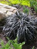 Black Mondo plant - Leading Landscapes Canterbury