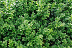 Buxus Sempervirens Common Box hedge plant with dense green foliage — Leading Landscapes Canterbury