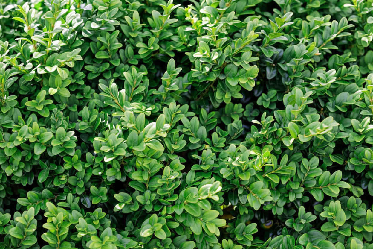 Buxus Sempervirens Common Box hedge plant with dense green foliage — Leading Landscapes Canterbury