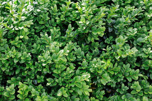 Buxus Sempervirens Common Box hedge plant with dense green foliage — Leading Landscapes Canterbury