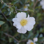 Camellia Setsugekka Sasanqua with white semi-double flowers — Leading Landscapes Canterbury