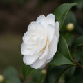 Camellia Sasanqua Early Pearly with delicate white-pink blooms — Leading Landscapes Canterbury