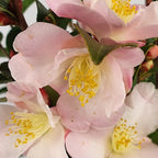 Camellia Hybrid Fairy Blush with soft pink miniature blooms — Leading Landscapes Canterbury