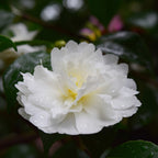 Camellia Sasanqua Mine-no-Yuki with white double flowers — Leading Landscapes Canterbury
