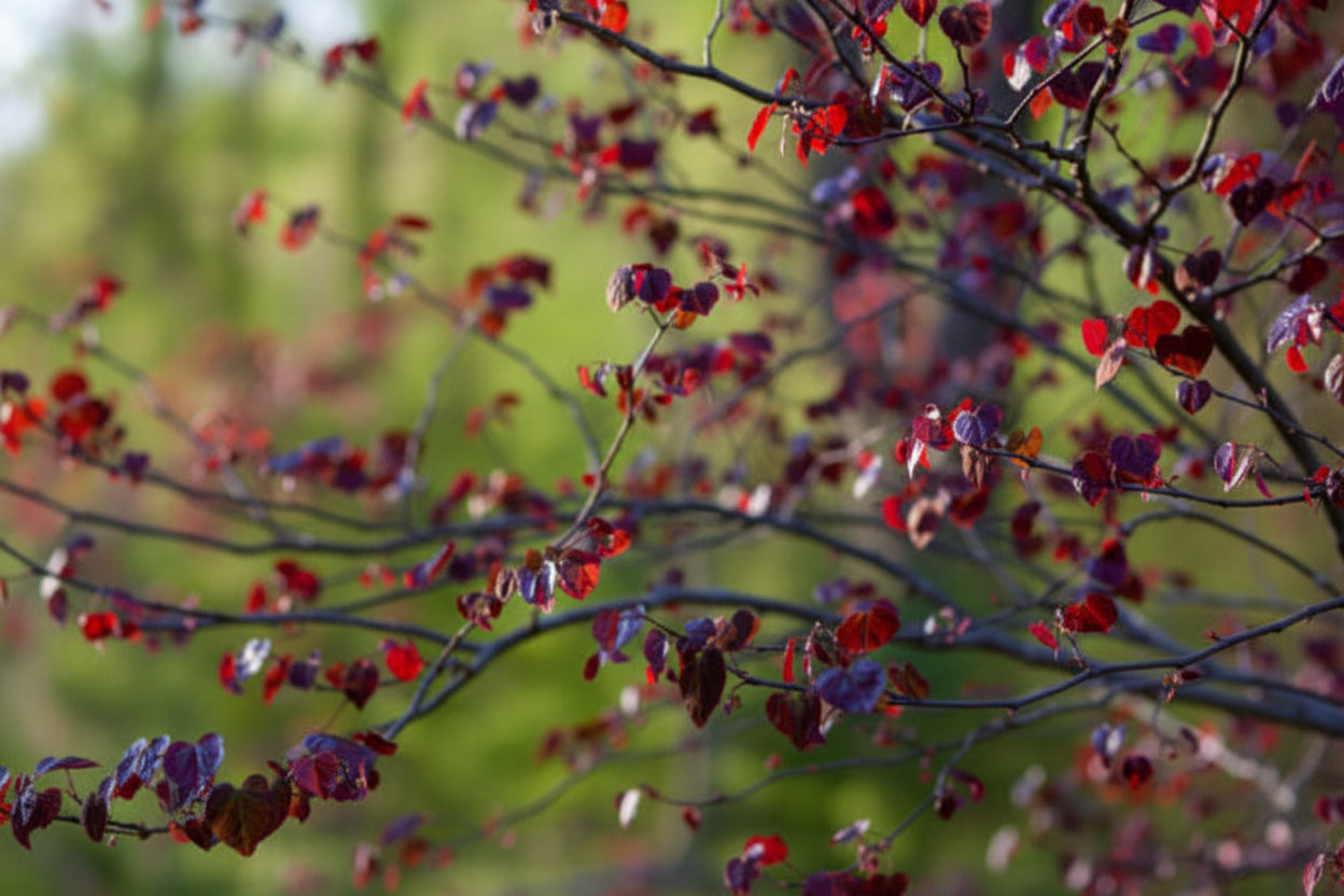 Forest Pansy Cercis Canadensis close-up of purple leaves — Leading Landscapes Canterbury