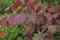 Cercis Canadensis Forest Pansy with heart-shaped purple foliage — Leading Landscapes Canterbury