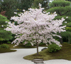 Shimidsu Sakura cherry blossom close-up — ornamental cherry tree — Leading Landscapes Canterbury