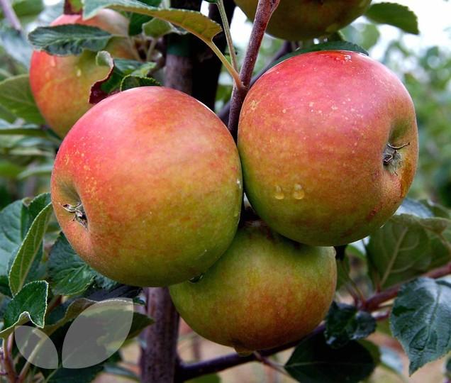 Cox Orange Apple Tree - Leading Landscapes Canterbury