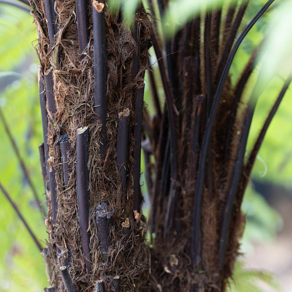 Dicksonia Squarrosa multiple trunks in garden setting — Leading Landscapes Canterbury