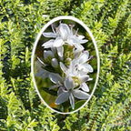 Hebe Odora Boxwood Hebe with dense compact green foliage — Leading Landscapes Canterbury