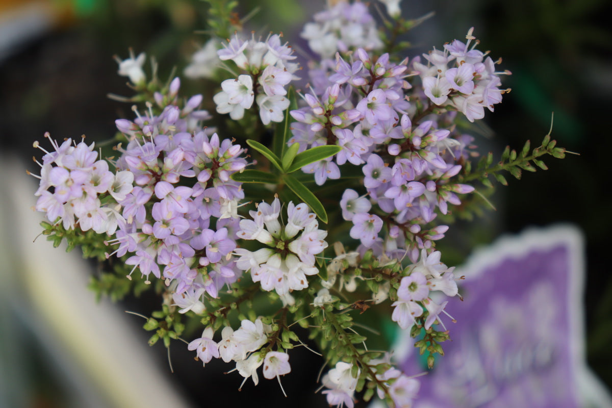 Hebe Wiri Mist close-up of white flowers and foliage — Leading Landscapes Canterbury