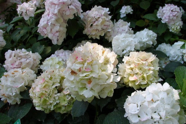 Hydrangea Immaculata with pure white mophead flowers — Leading Landscapes Canterbury