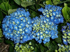 Hydrangea Macrophylla Nightingale with deep blue-purple mophead flowers — Leading Landscapes Canterbury