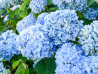 Hydrangea Renate Steiniger with large pink lacecap flower heads — Leading Landscapes Canterbury