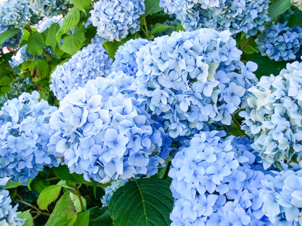 Hydrangea Renate Steiniger with large pink lacecap flower heads — Leading Landscapes Canterbury