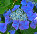 Hydrangea Renate Steiniger close-up of blooms — Leading Landscapes Canterbury