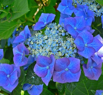 Hydrangea Renate Steiniger close-up of blooms — Leading Landscapes Canterbury