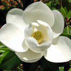 Magnolia Kay Parris Southern Magnolia with large creamy white blooms — Leading Landscapes Canterbury