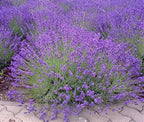 Lavandula Angustifolia Nana Dwarf Blue Lavender with compact purple flower spikes — Leading Landscapes Canterbury