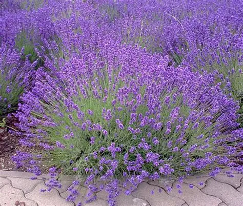 Lavandula Angustifolia Nana Dwarf Blue Lavender with compact purple flower spikes — Leading Landscapes Canterbury