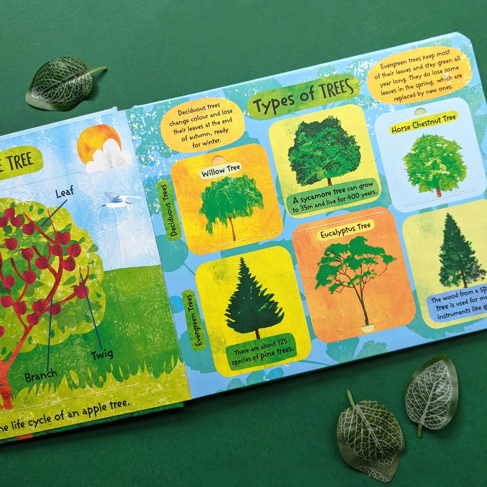 An illustrated children's book spread showing types of trees, photographed on a dark green surface with a few leaves placed around it. The pages contain colorful diagrams and labels such as Willow Tree, Horse Chestnut Tree, and Eucalyptus Tree.