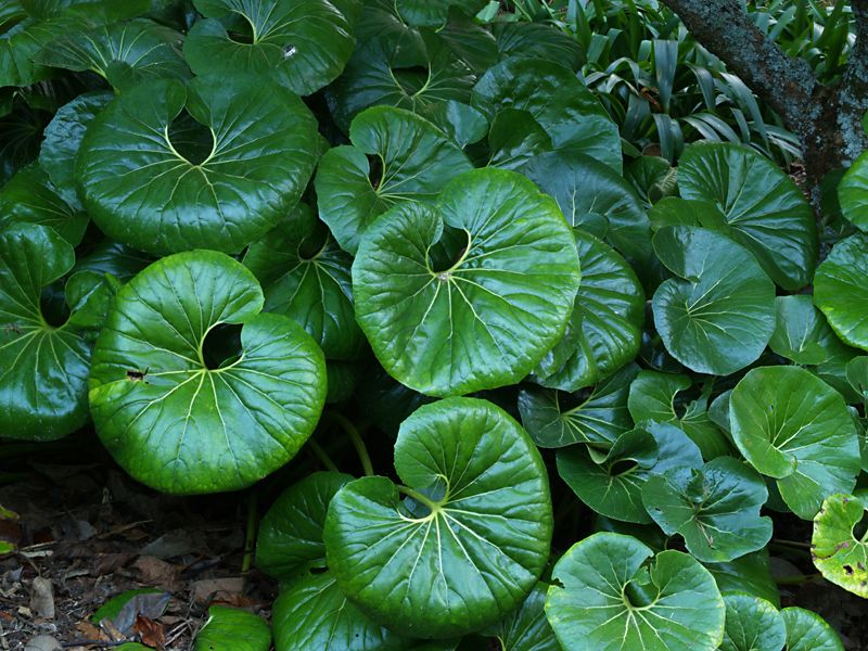 Ligularia Reniformis Tractor Seat with large round glossy leaves — Leading Landscapes Canterbury