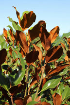 Magnolia Kay Parris glossy dark green leaf close-up — Leading Landscapes Canterbury