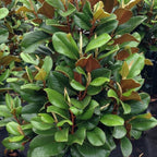 Magnolia Grandiflora Teddy Bear glossy foliage close-up — Leading Landscapes Canterbury